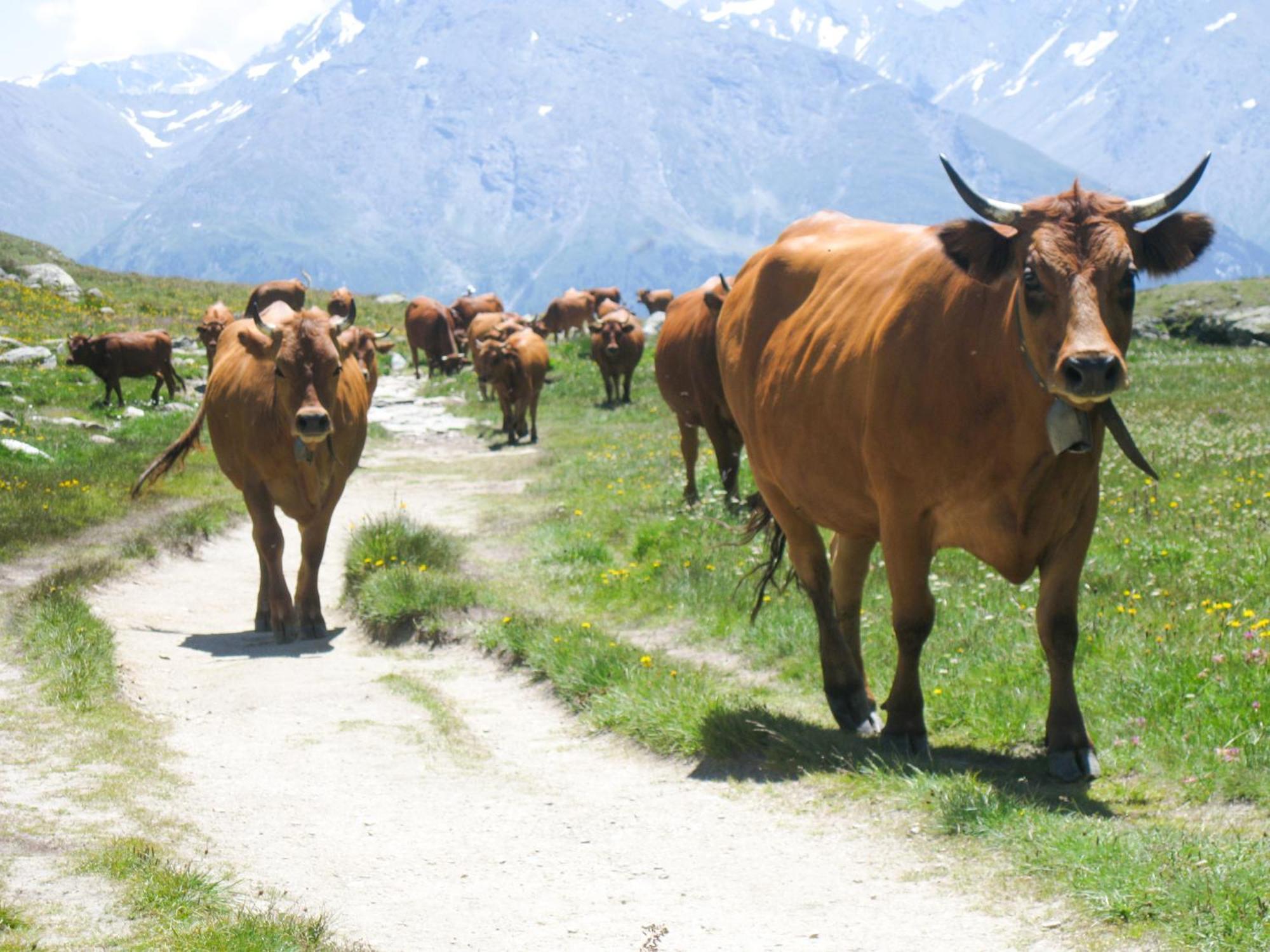 Aux Portes Du Parc National De La Vanoise Appartement Termignon Val Cenis Avec Wifi Eksteriør bilde