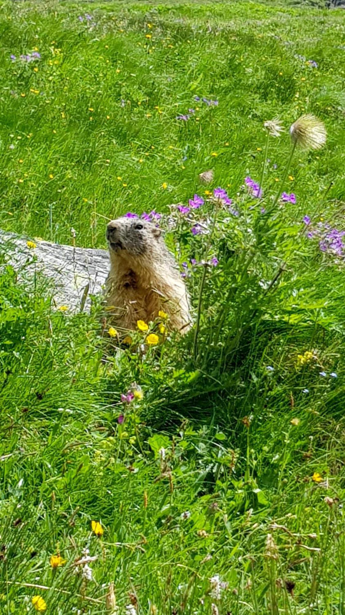 Aux Portes Du Parc National De La Vanoise Appartement Termignon Val Cenis Avec Wifi Eksteriør bilde